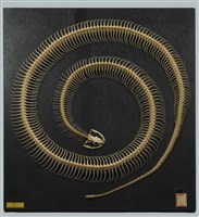 藏品(錦蛇-全身骨骼)的圖片